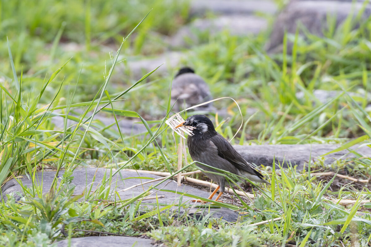 嘴いっぱいに掴んでいました。