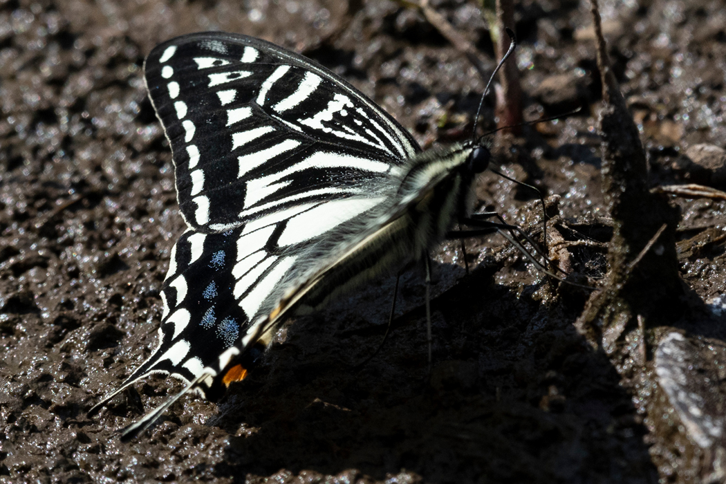 地面で吸水していました。