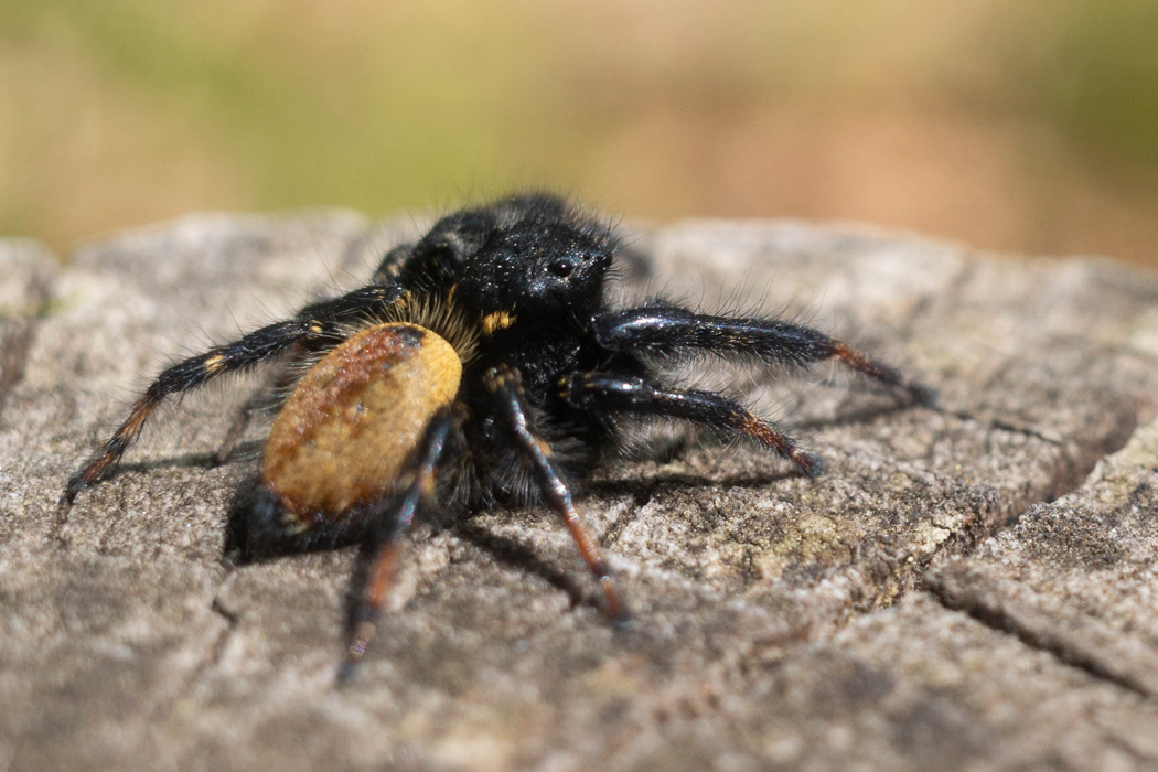 柵の上にいたオスです。