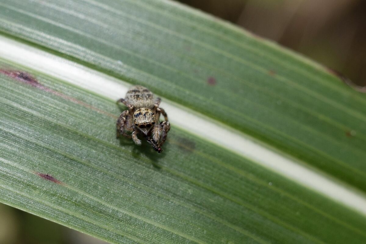 こちらを見ています。