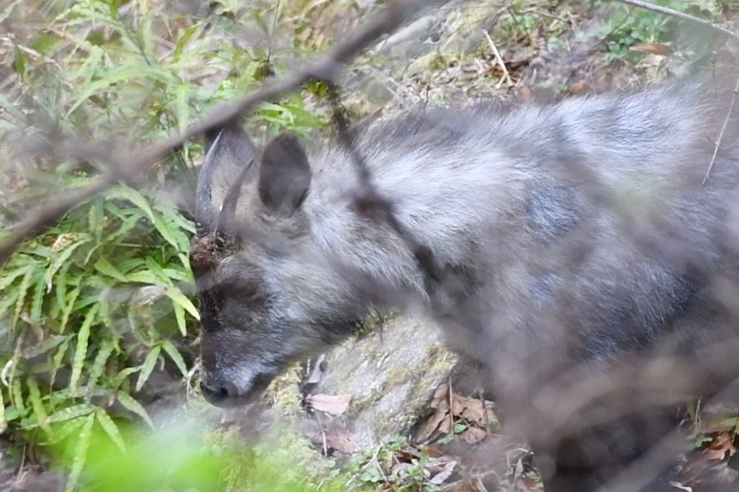 今熊山 カモシカ