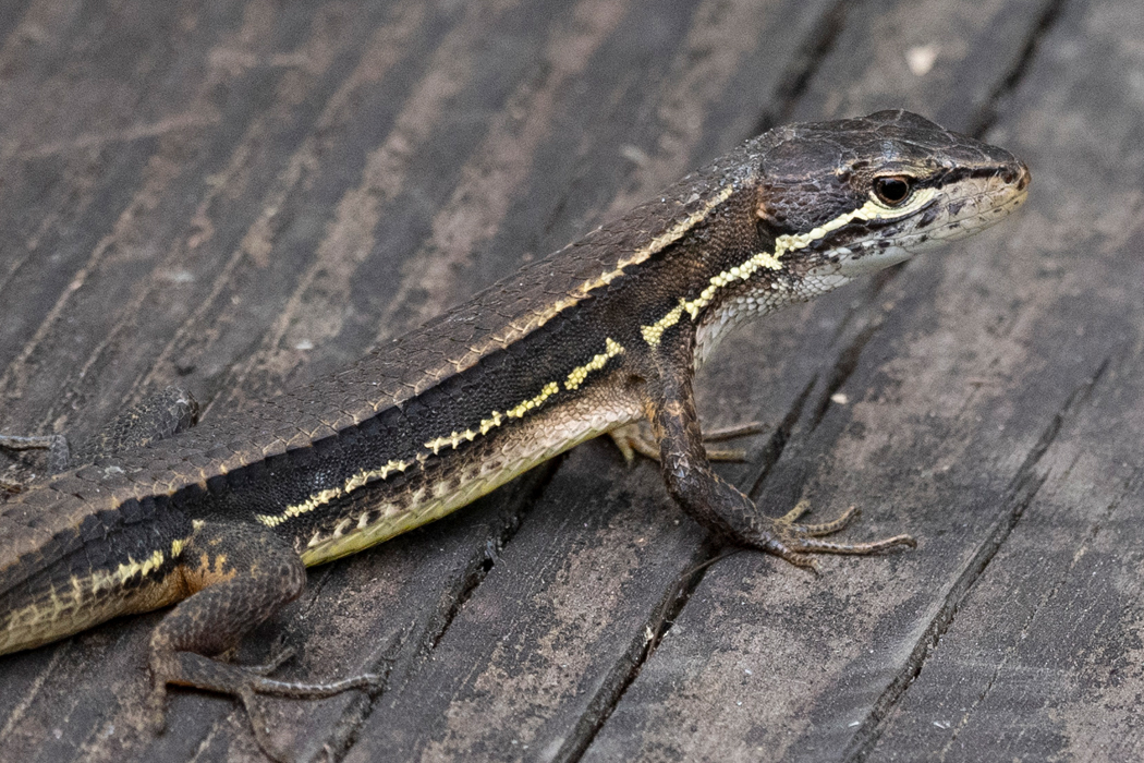 日が出てくるとカナヘビの数が増えてきました。