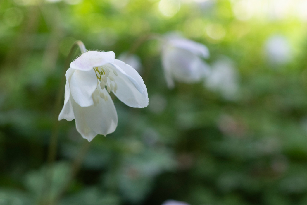 少し閉じています。