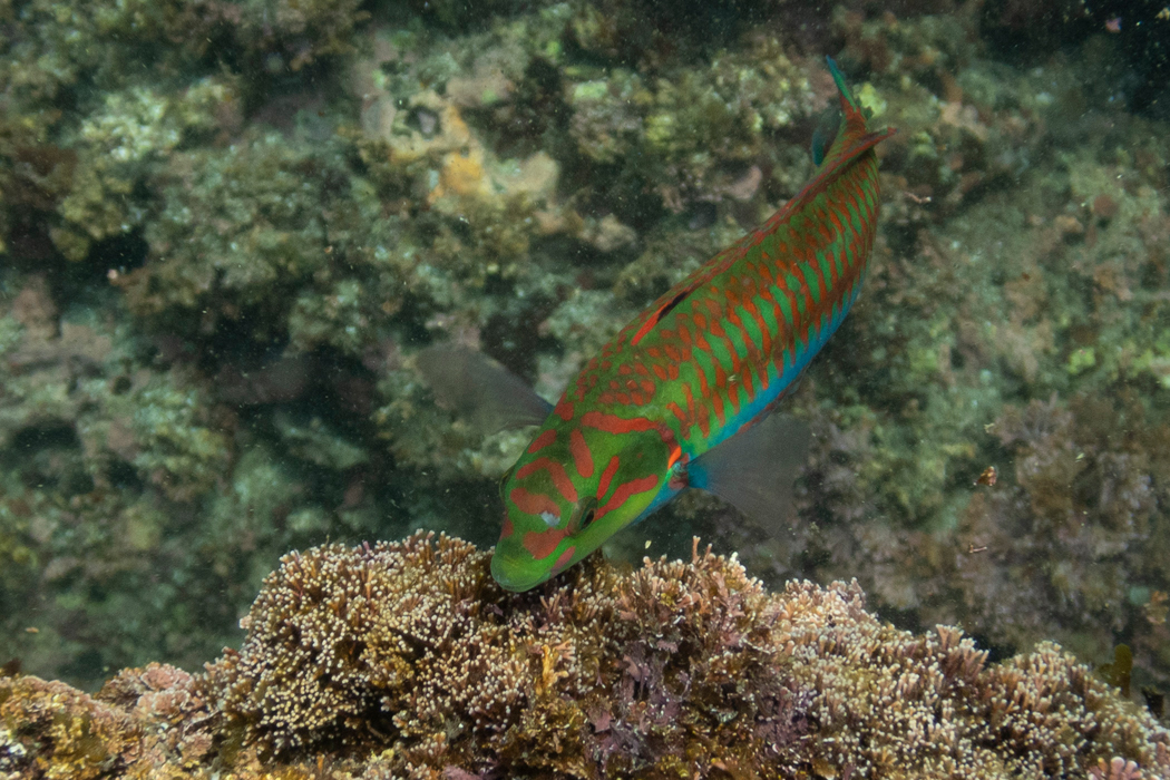 岩に触って崩れたところにすぐ寄ってきます。