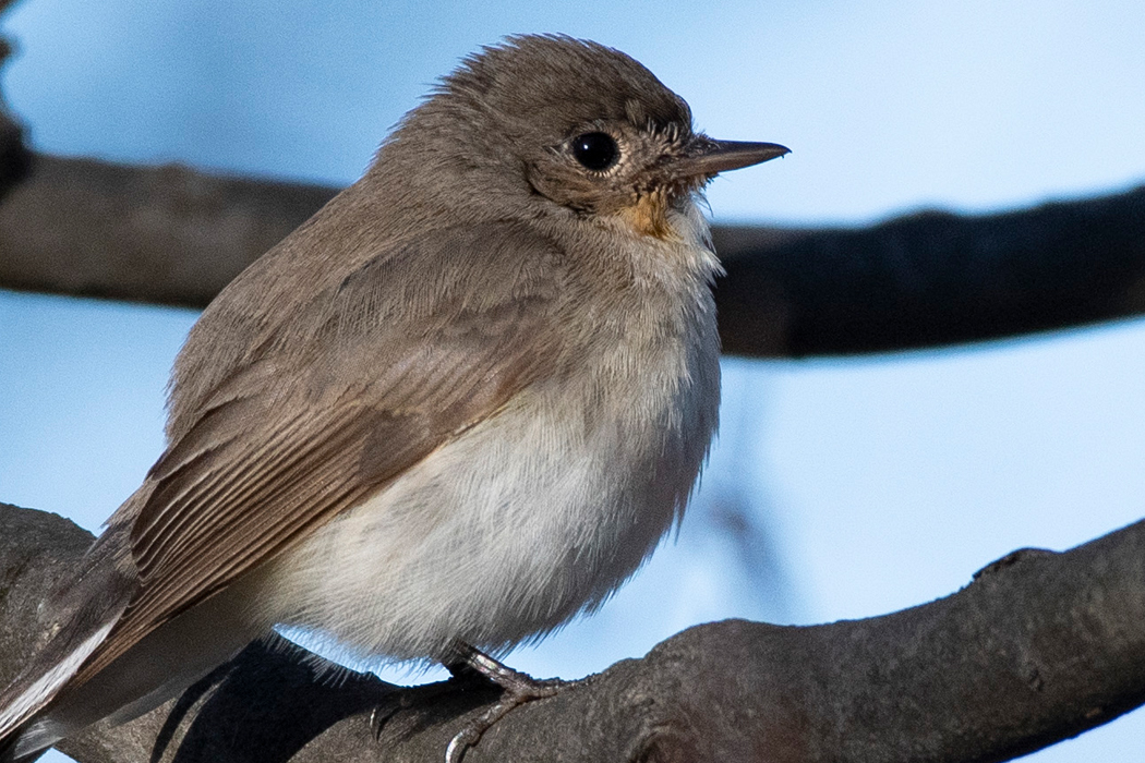 地面で餌を探していました。