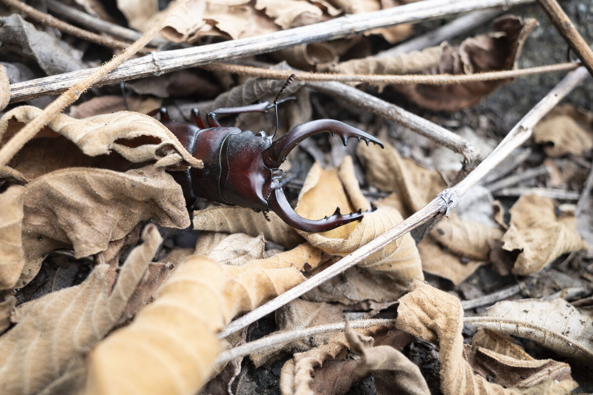 「カサッ」という音がしたので見に行くとオスのノコギリクワガタでした。