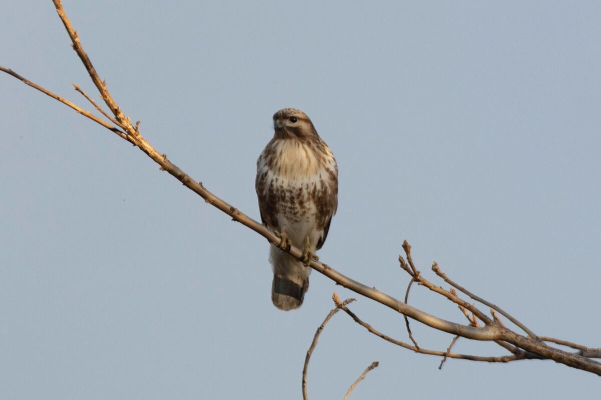 横枝にとまっていました。