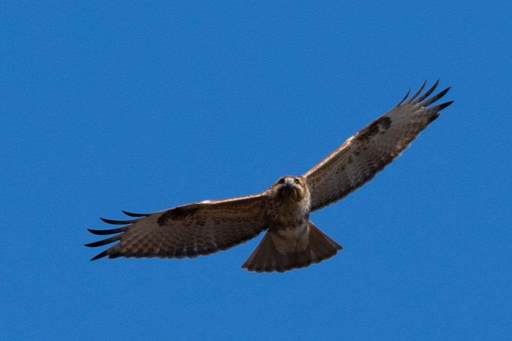 風切羽を広げながら飛んでいます。