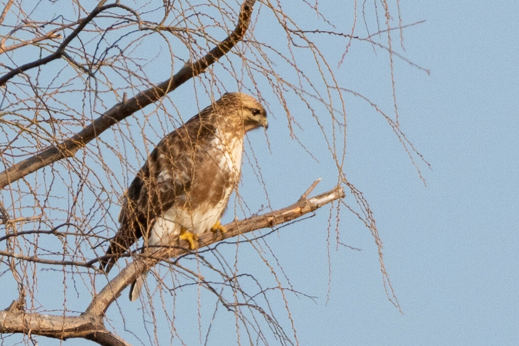 ノスリもゆっくりしていました。