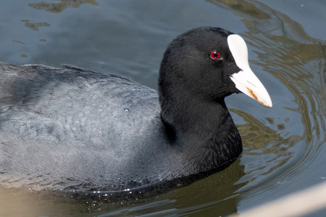 真っ赤な虹彩です。
