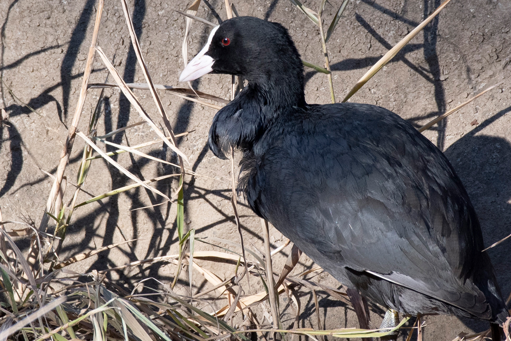 首元の羽毛が逆立っています。