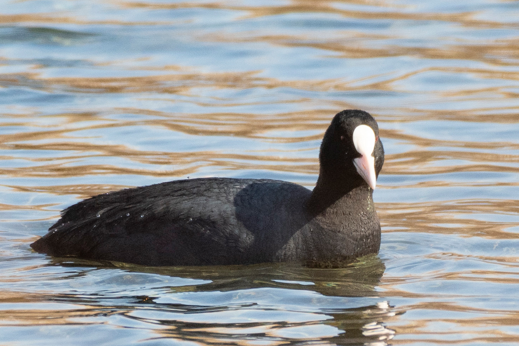 カイツブリより警戒心が薄いです。