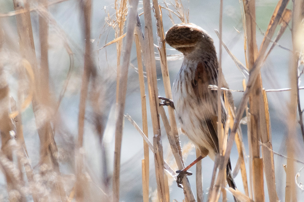 縦になって何かを食べています。