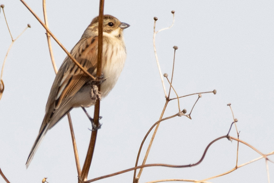 しばらく枝に止まっていました。
