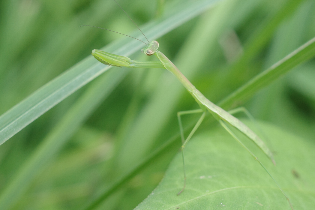 幼虫にもしっかりと鎌があります。
