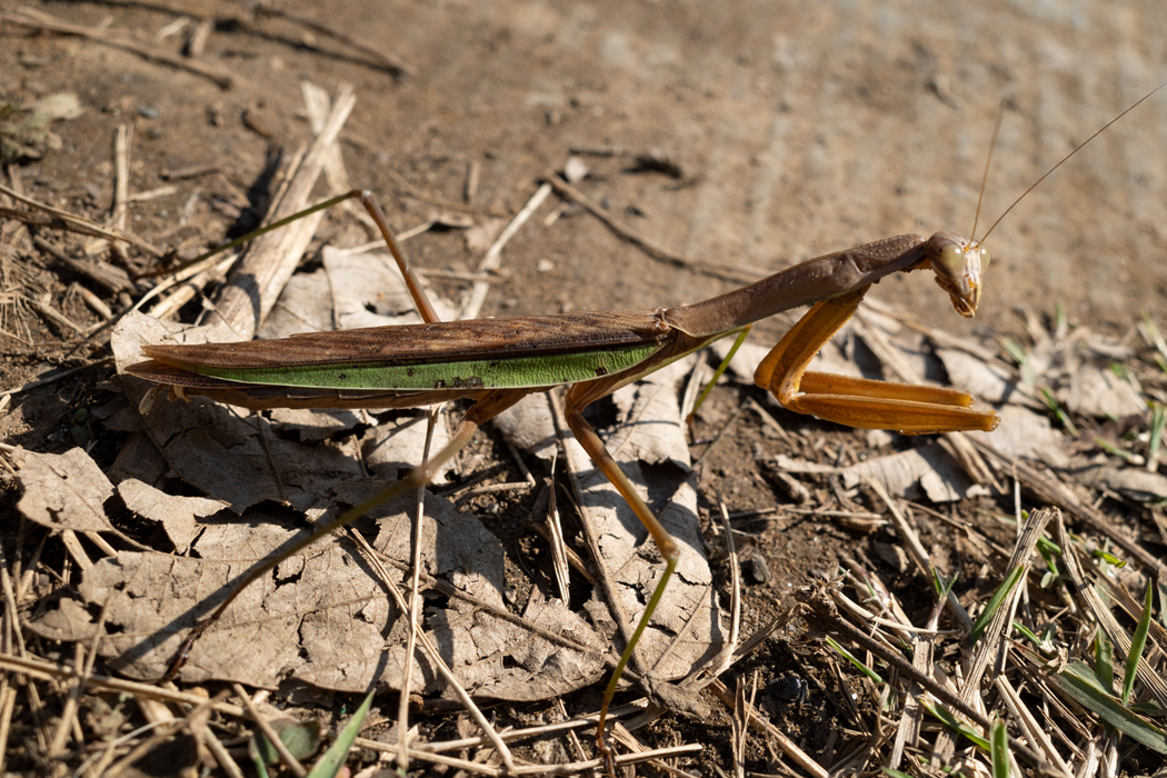 茶色い羽根の個体でした。