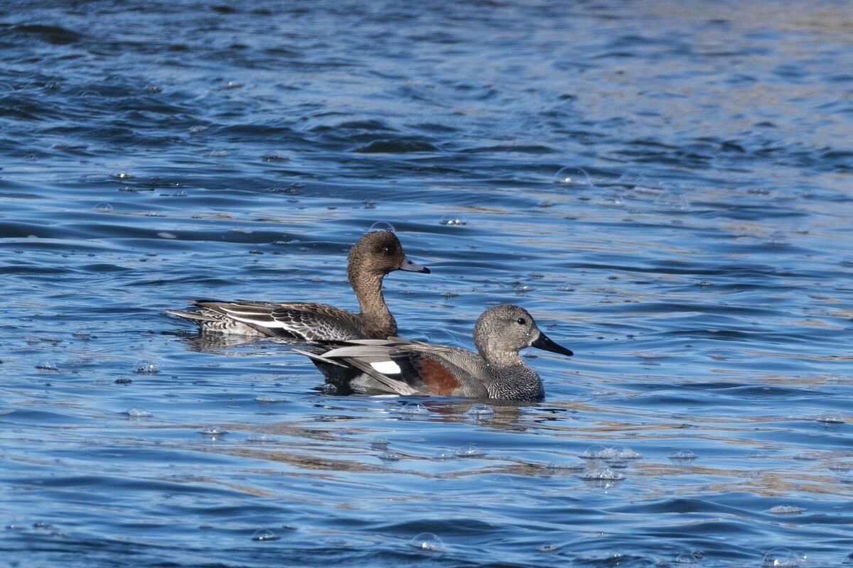 ペアで泳いでしました。