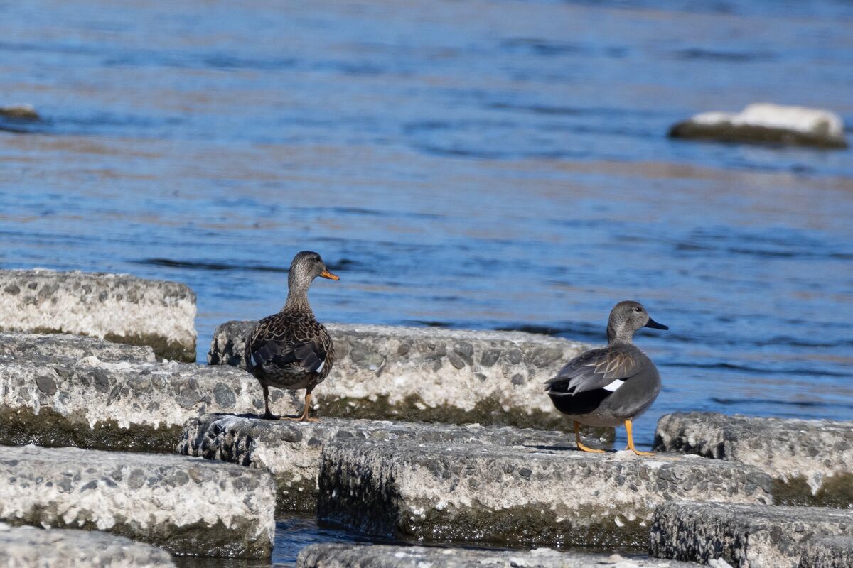遠くのブロックの上でゆっくりしていました。