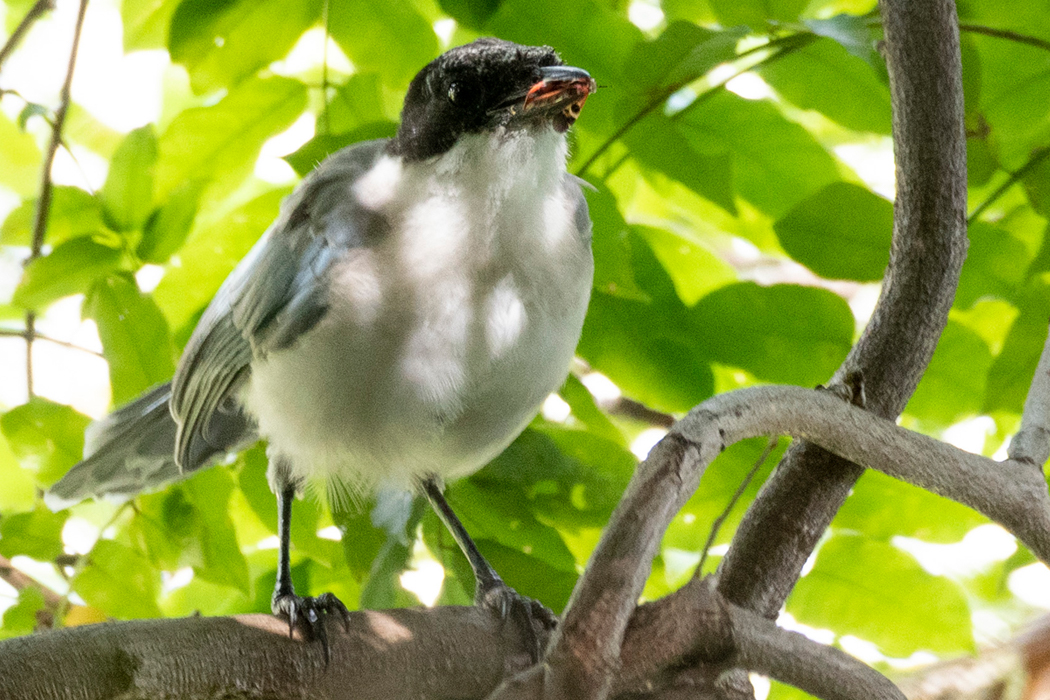虫を捕まえました。