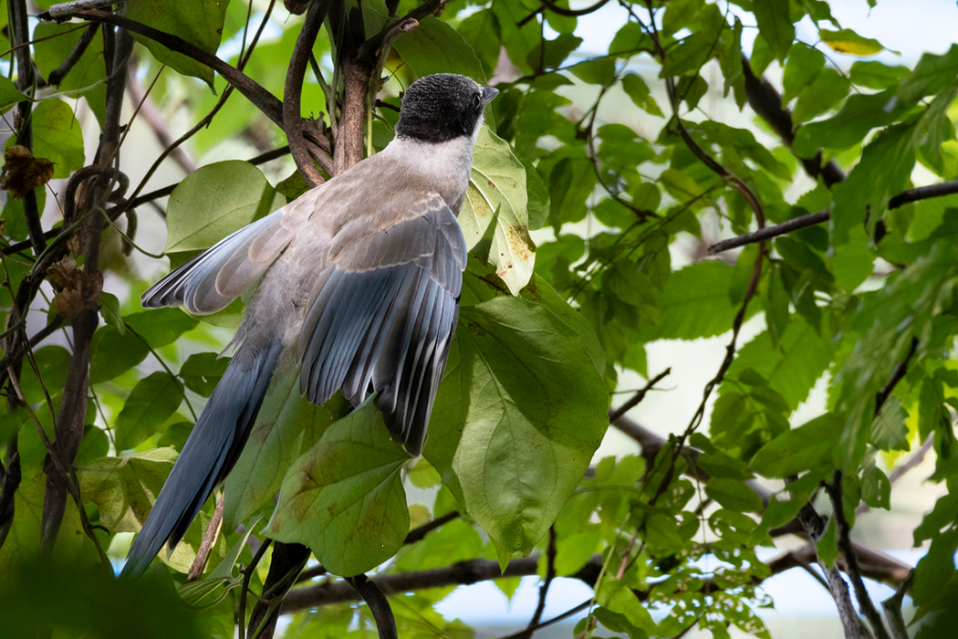 頭に白い羽毛が混じっています。