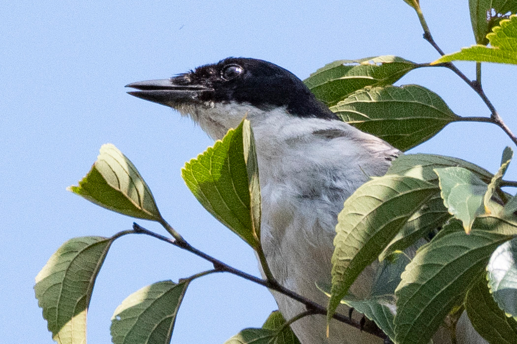 梢から顔を出しました。