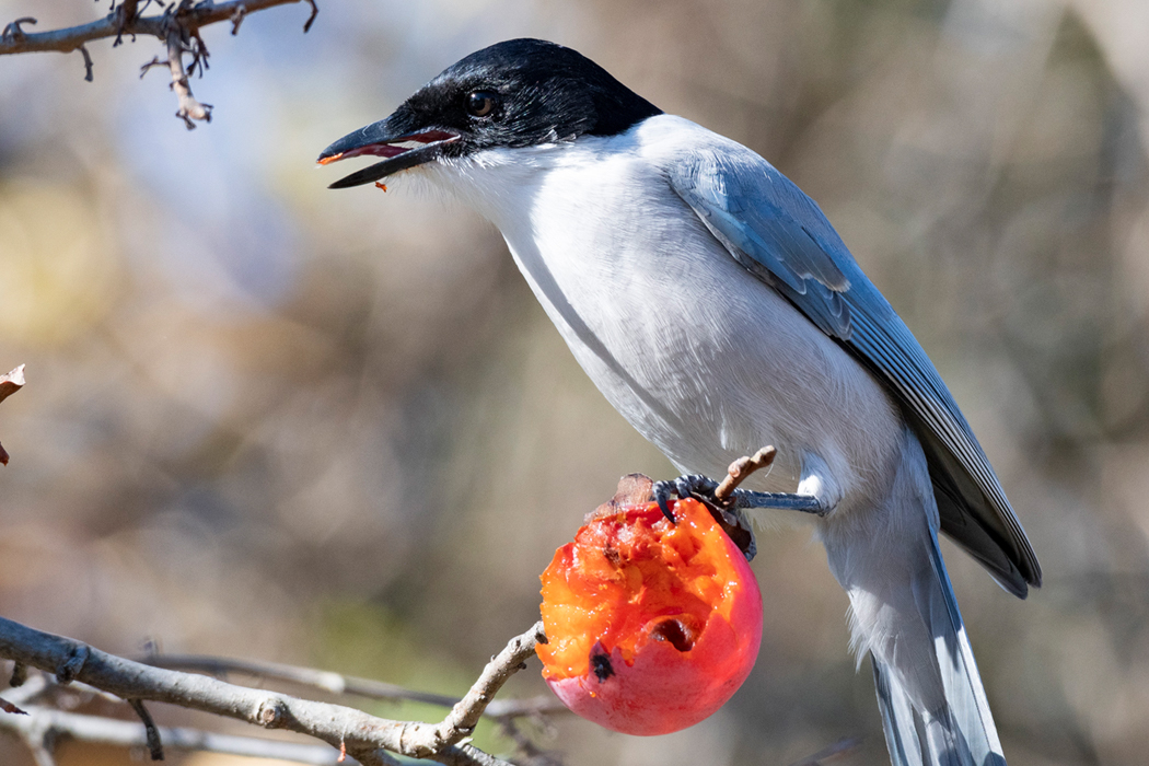 熟した柿の実を食べていました。