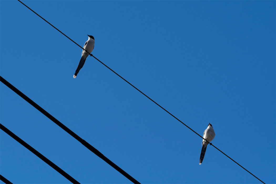 電線から様子を伺っています。