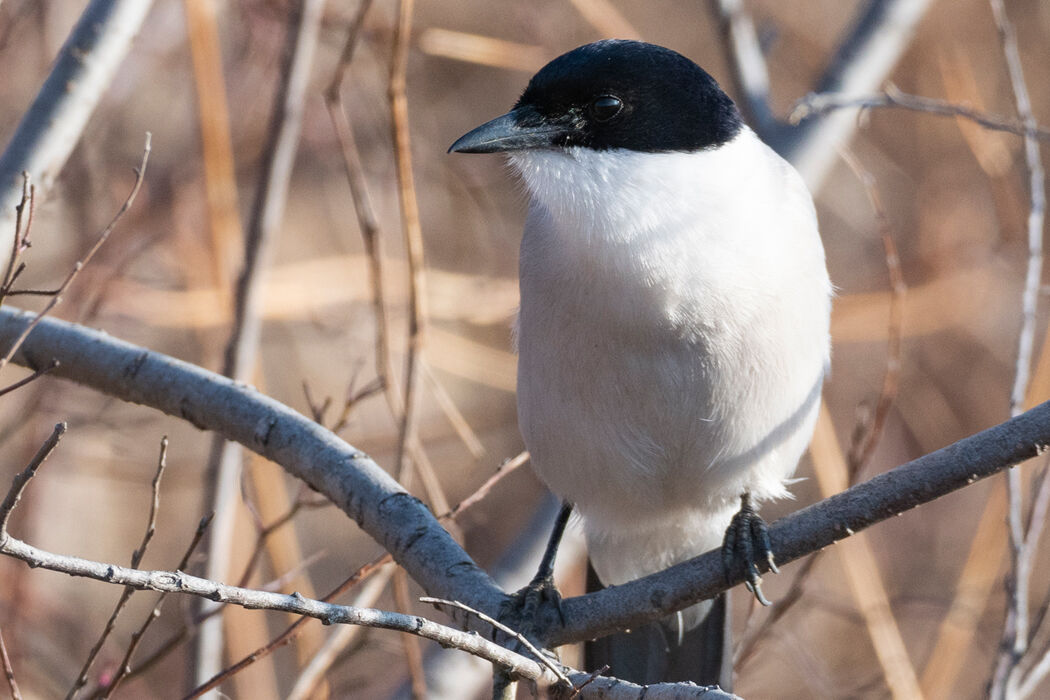 群れの中の警戒心が薄い個体です。
