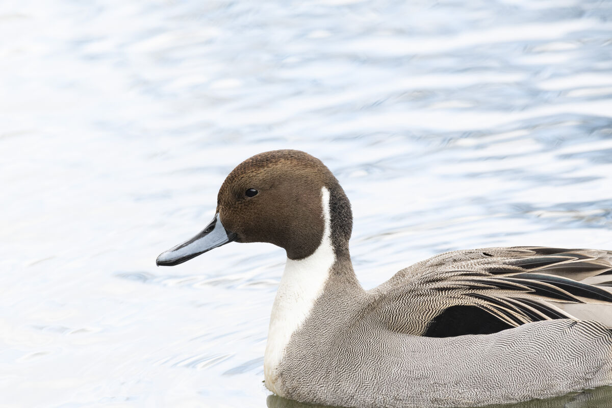 近くまで来ました。