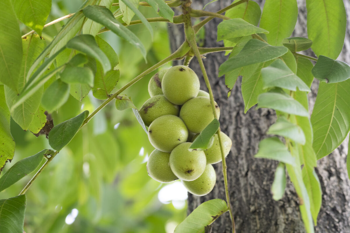 集まってなっていました。