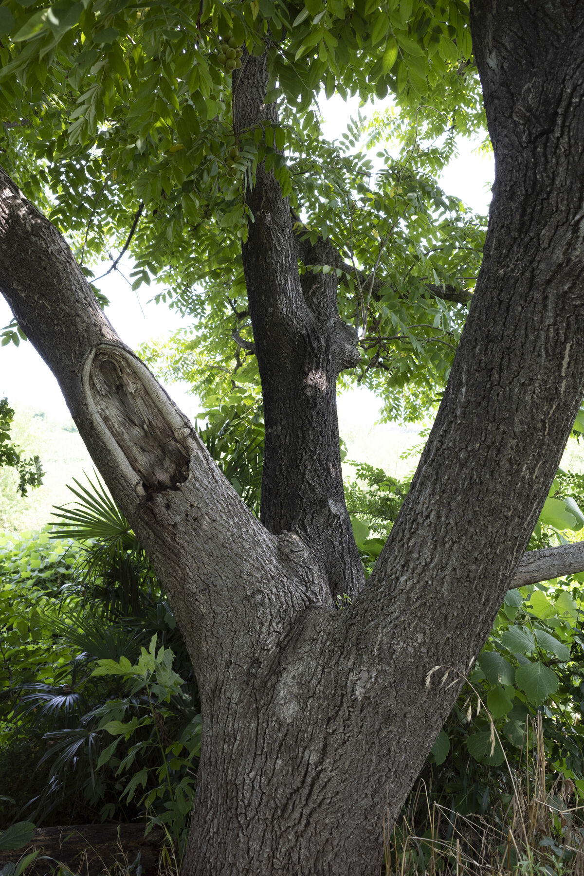 三つに分かれた太い枝です。