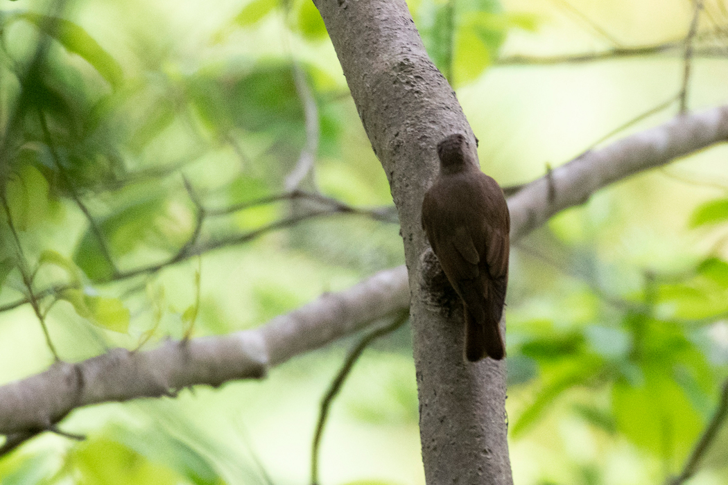 餌を食べているメスの後ろ姿です。