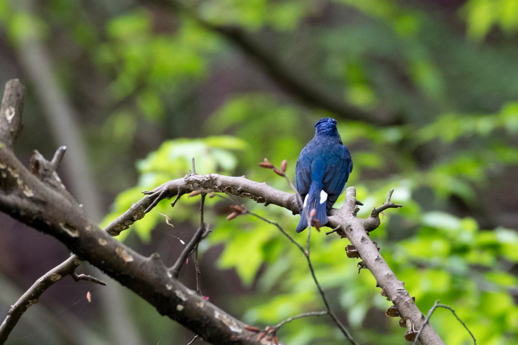 尾羽の付け根が青いです。