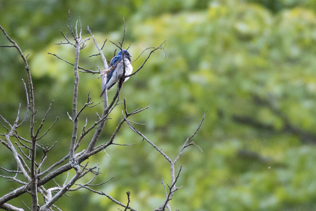 大きな囀りでした。