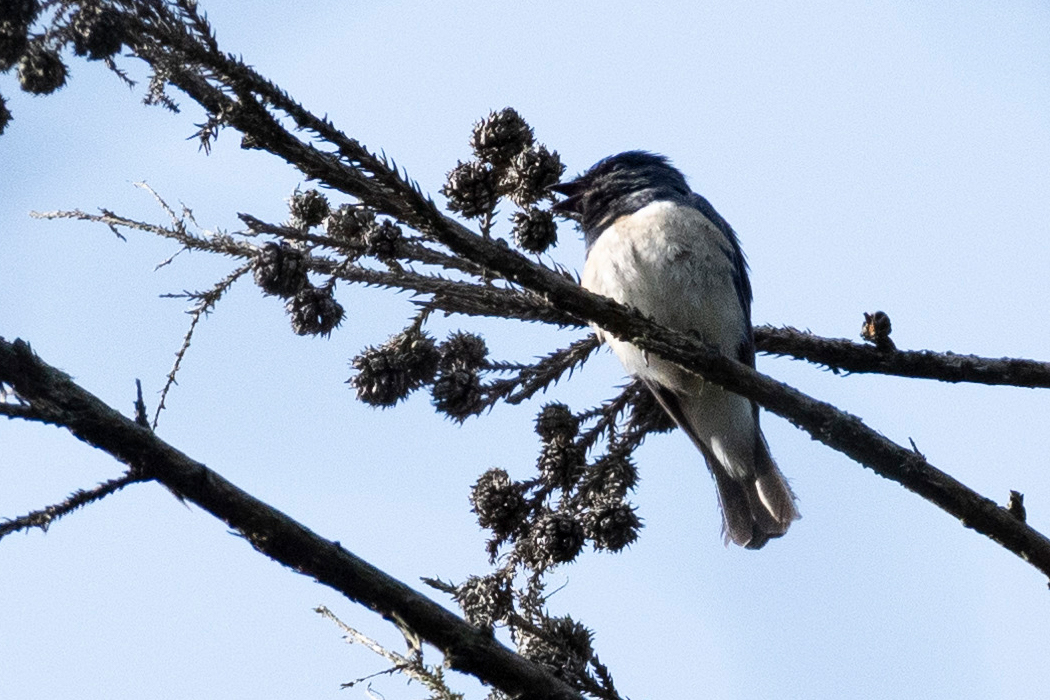 腹が真っ白です。