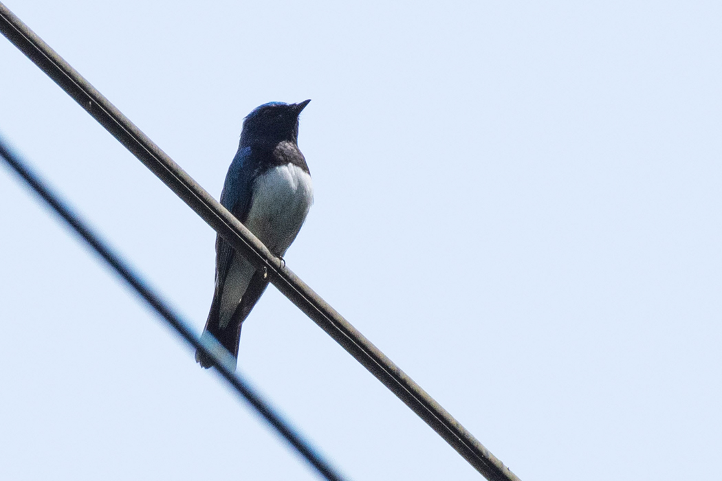 下を人が歩いても気にしないようでした。