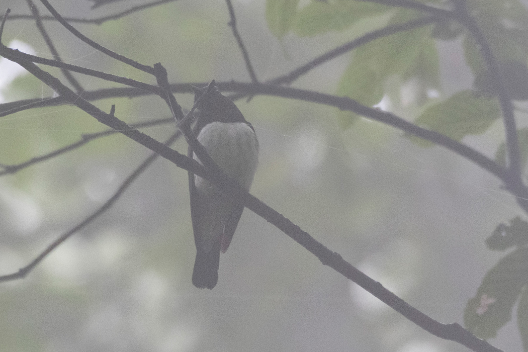 キビタキの囀りに似たフレーズで囀っていました。