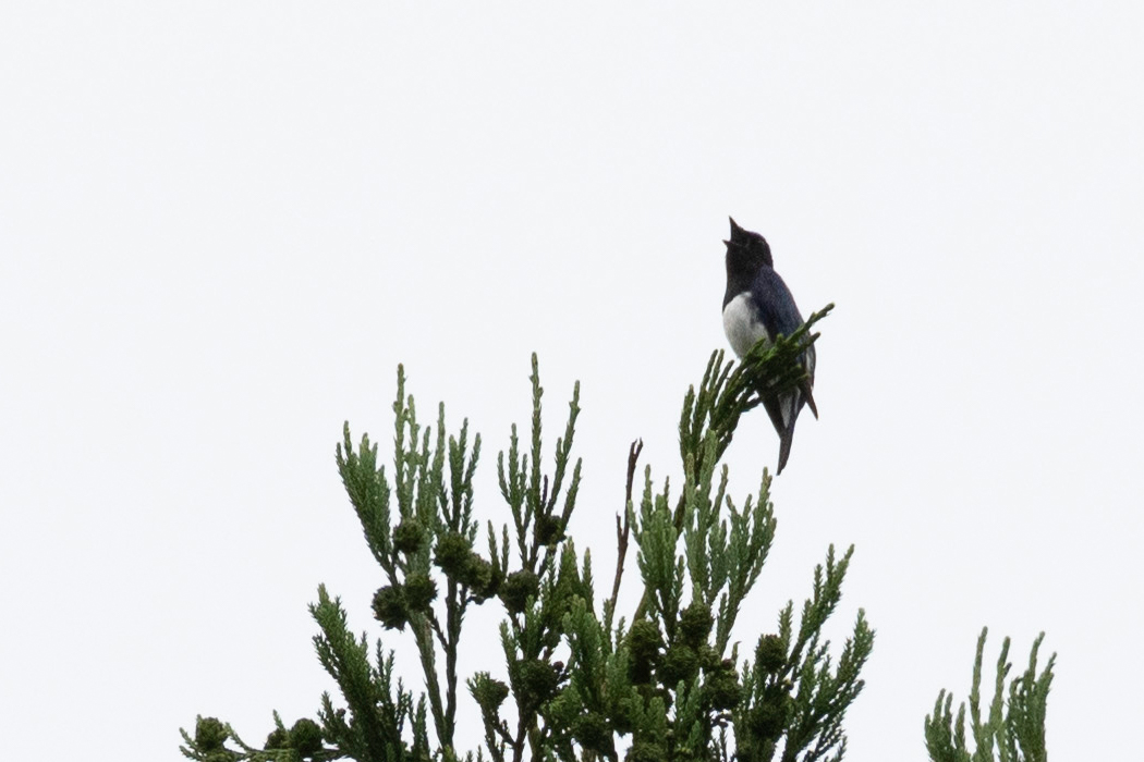 上を向いて元気よく囀っています。