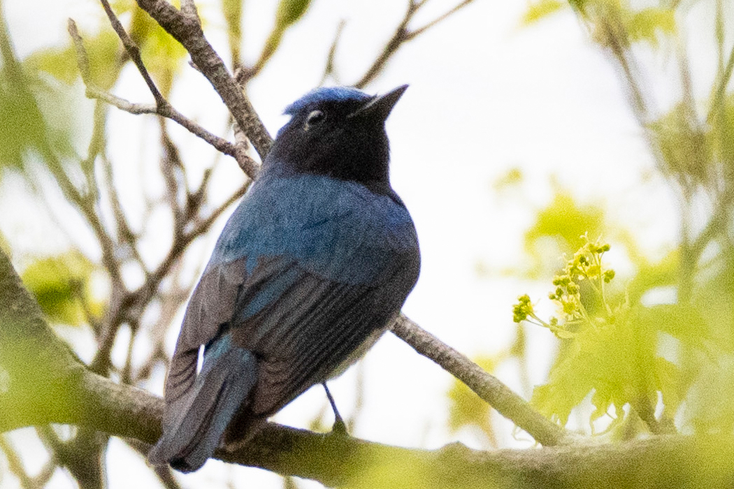今熊山のオオルリ