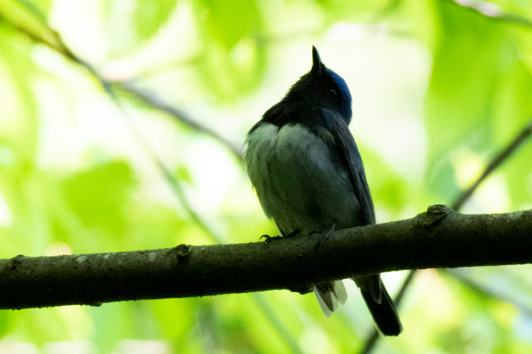 囀りの姿勢です。