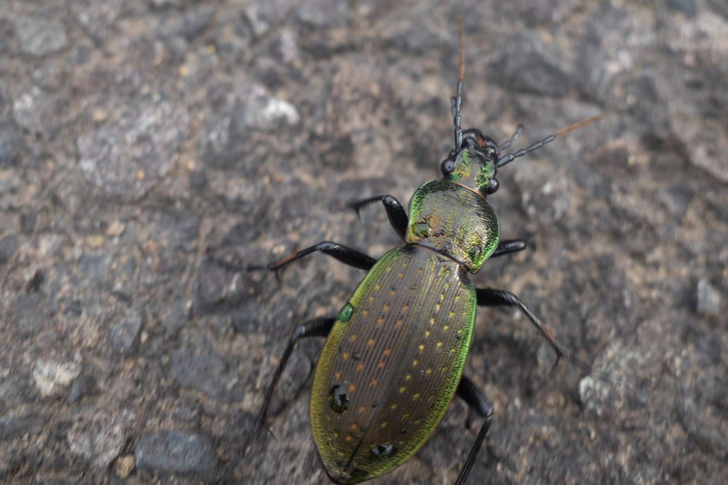 朝露に濡れています。