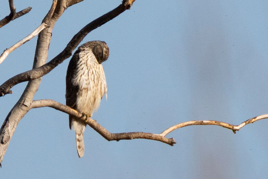 羽の手入れをしてのんびりしていました。