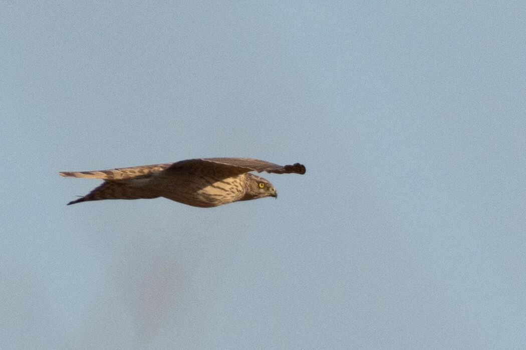 飛んでいきました。