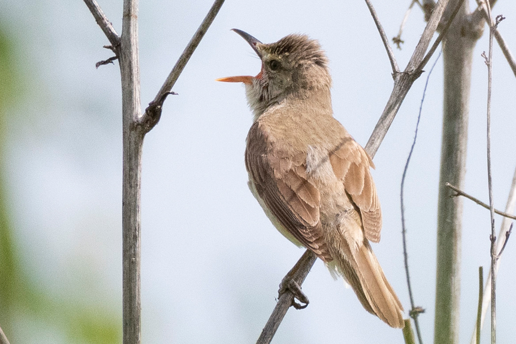 多摩大橋（午前）