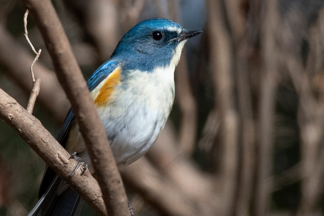 片倉つどいの森公園〜片倉城跡公園