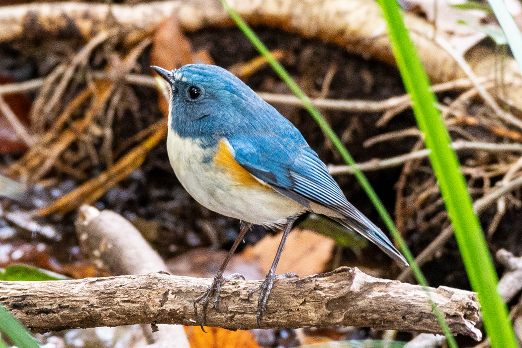 片倉城跡公園のルリビタキ