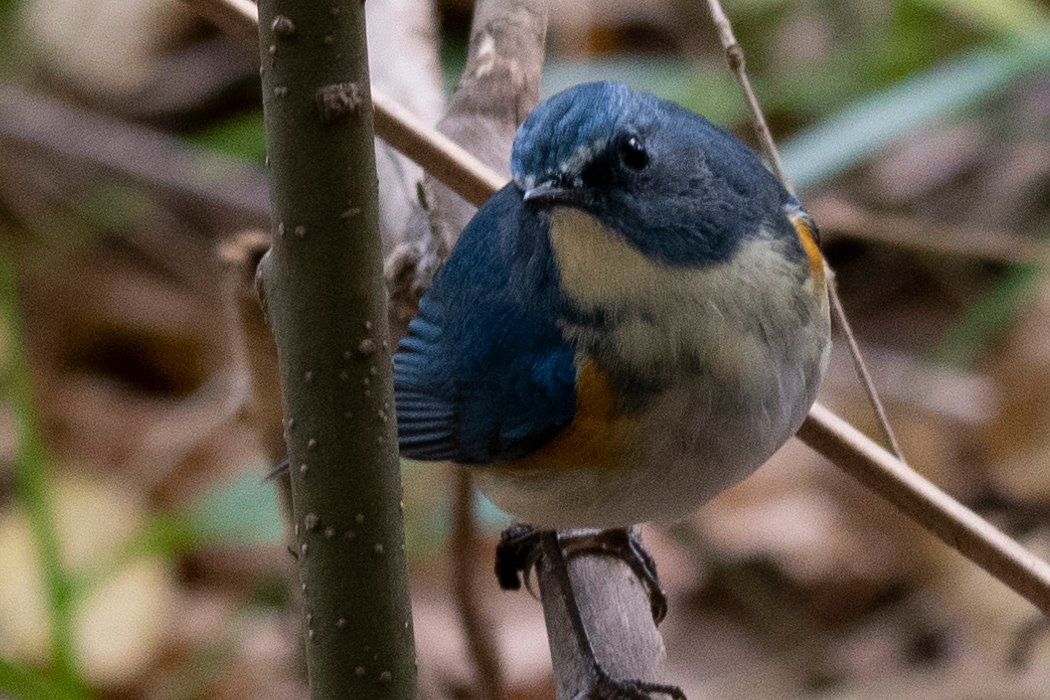 暗がりの藪の中にいました。