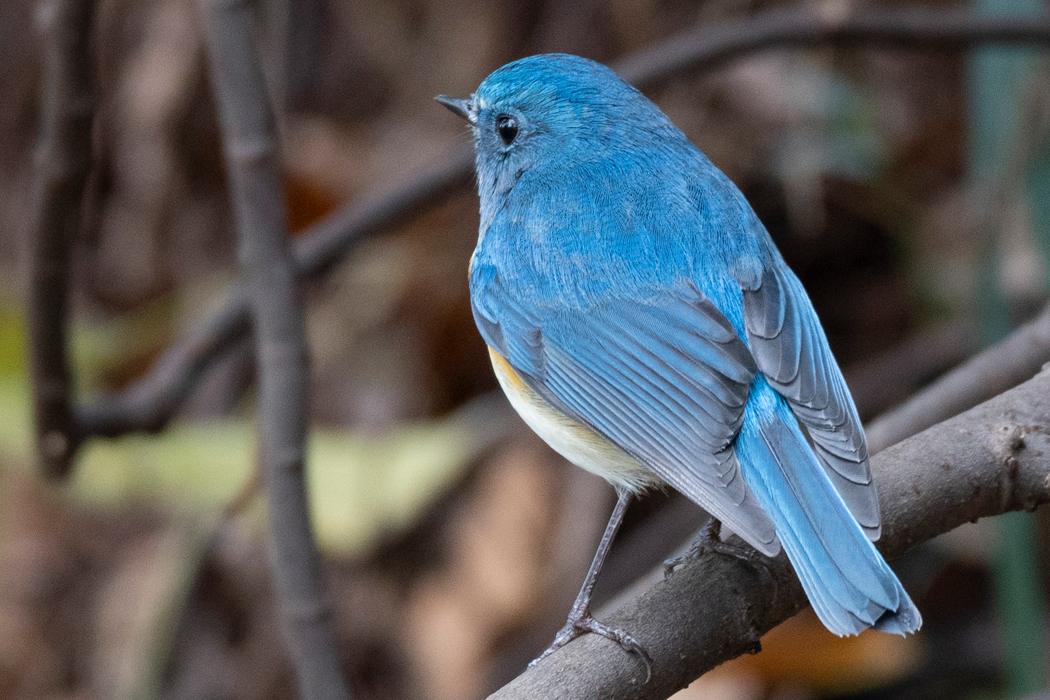 明るい場所では色合いが変わります。