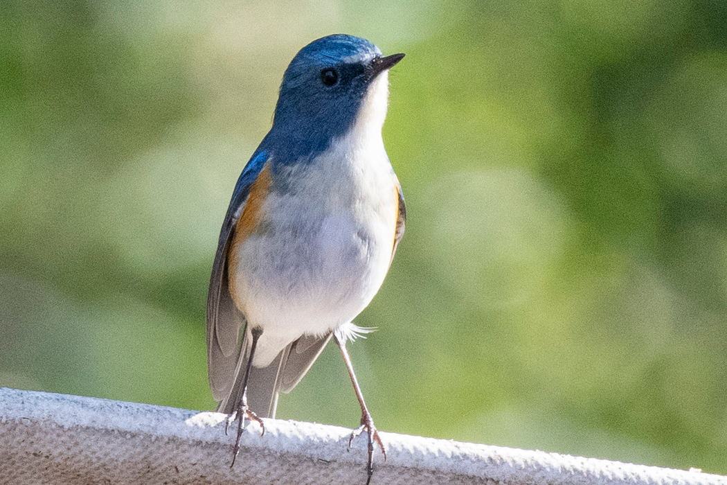 柵に止まっています。
