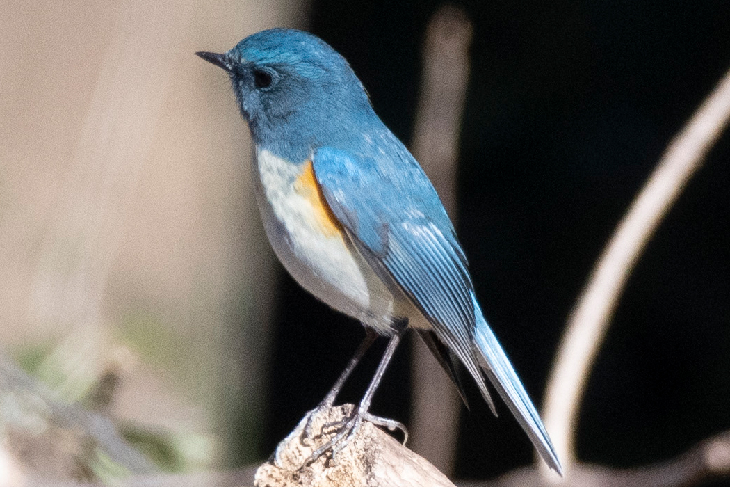 鮮やかな個体です。